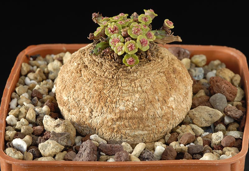 Euphorbia decidua Cm 5 €  85,00.jpg